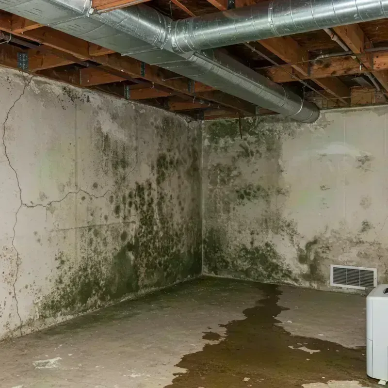 Professional Mold Removal in Flat River, MO